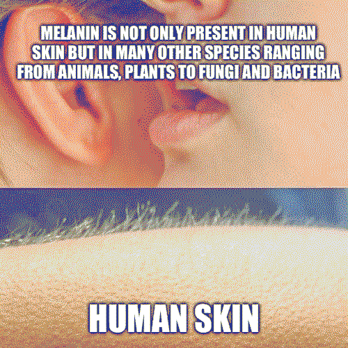 The meme towards the posthuman idea of race as a viscous assemblage